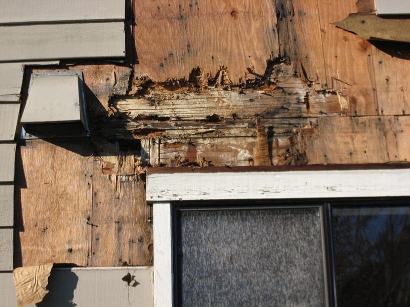 Dry Rot Repair Solutions