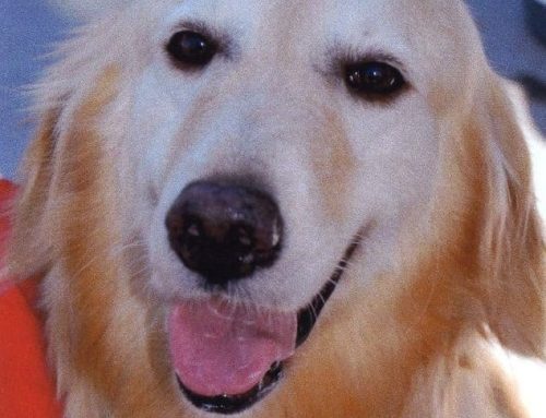 Protecting Your Precious Pets from Peril